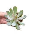 Echeveria 'Hoveyi' variegada mac8