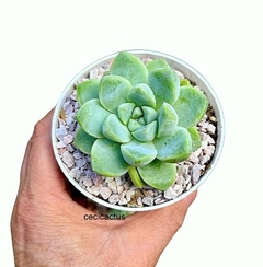 Echeveria elegans var. kesselringiana (elegir tamaño)