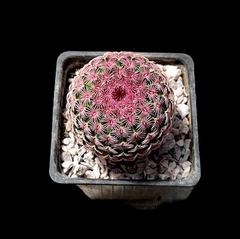 Echinocereus rigidissimus rubrispinus mac10 en internet