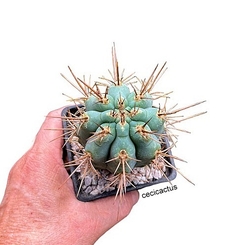 Browningia hertlingiana mac12 - cecicactus - cactus y suculentas de colección