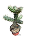 Grusonia (Cylindropuntia) prolifera mac10