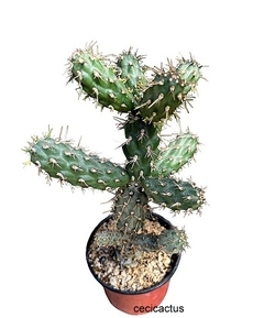 Grusonia (Cylindropuntia) prolifera mac10