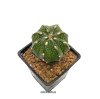 Astrophytum asterias hibrido injertado (cod J36)