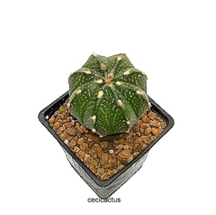 Astrophytum asterias hibrido injertado (cod J36)