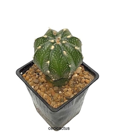 Astrophytum asterias hibrido injertado (cod J36) - comprar online