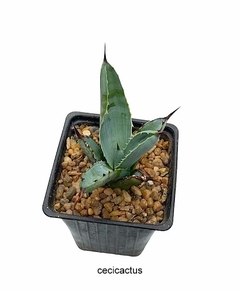 Agave macroacantha mac10 en internet