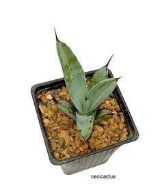 Agave macroacantha mac10 - cecicactus - cactus y suculentas de colección