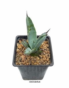 Agave macroacantha mac10 - tienda online
