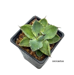 Agave kishiokan variegado ma10 (cod AG2)