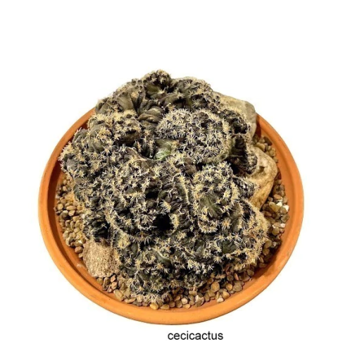 Copiapoa tenuissima crestada en sus raices en bols16 (COP16)