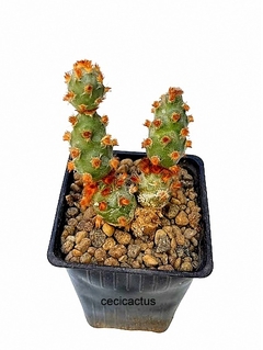 Tephrocactus molinensis cv Red Glochid mac8 (cod M8) - tienda online