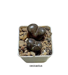 Conophytum pellucidum mac8 varias cabezas (cod D4) - comprar online