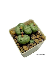 conophytum taylorianum mac6 varias cabezas (cod D3) - comprar online