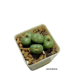conophytum taylorianum mac6 varias cabezas (cod D3) en internet