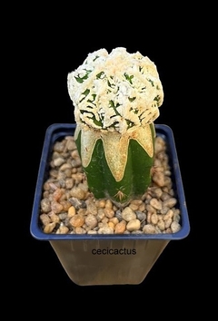 Astrophytum cv Dinosaur injertado mac9 (cod P12) en internet