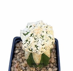 Astrophytum cv Dinosaur injertado mac9 (cod P12) - comprar online