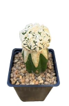 Astrophytum cv Dinosaur injertado mac9 (cod P12)