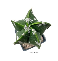 Astrophytum myriostigma nudum hakun injertado mac10 (cod A84)