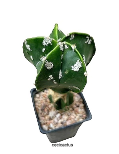 Astrophytum myriostigma nudum hakun injertado mac10 (cod A84) - comprar online