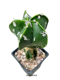 Astrophytum myriostigma nudum hakun injertado mac10 (cod A84) en internet