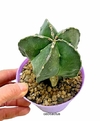 Astrophytum myriostigma fukuryu nudum doble hakujo injertado mac11 (cod A145)
