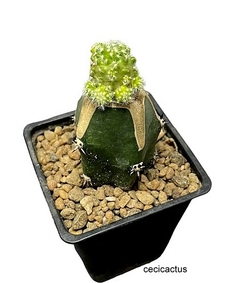 Mammillaria saboae var saboae injertada (elegir tamaño) (cod MA5) - comprar online
