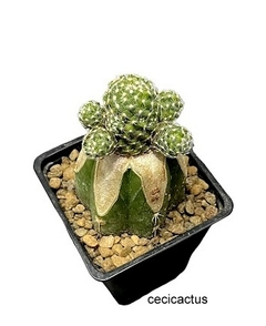 Mammillaria saboae var saboae injertada (elegir tamaño) (cod MA5) en internet