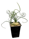 Albuca spiralis mac9 (cod AL7)