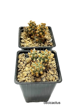Tephrocactus molinensis cv Red Glochid mac8 (cod M8)