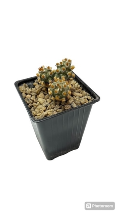Tephrocactus molinensis cv Red Glochid mac8 (cod M8) en internet