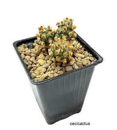 Tephrocactus molinensis cv Red Glochid mac8 (cod M8) - cecicactus - cactus y suculentas de colección