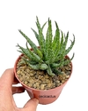 Aloe humilis mac10 (codal2)