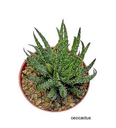 Aloe humilis mac10 (codal2) - comprar online