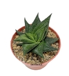 Haworthia limifolia piel oscura mac10 (codHL3)