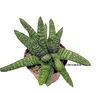 Gasteria batesiana mac10 (cod GB1)