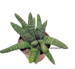 Gasteria batesiana mac14 (cod GB1)