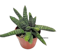 Gasteria batesiana mac14 (cod GB1) - comprar online