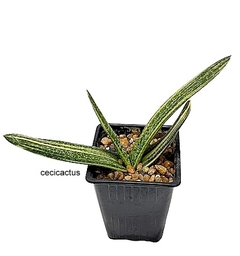 Gasteria carinata variegada (elegir tamaño) (cod GC2) - comprar online