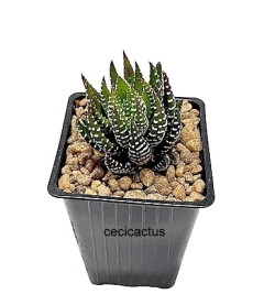 Haworthia reinwardtii zebrina (elegir tamaño) (cod HZ7) - comprar online