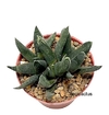 Gasteria nigricans monstruosa (GN9) (elegir tamaño)