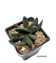 Gasteria nigricans monstruosa (GN9) (elegir tamaño) - comprar online