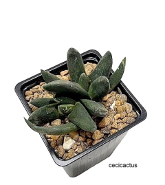 Gasteria nigricans monstruosa (GN9) mac8 - comprar online