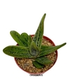 Gasteria hibrida 'Little Warty' (cod GL4) (elegir tamaño)