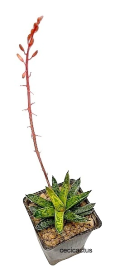 Gasteria bicolor var liliputana (cod GL2) mac8