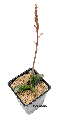 Gasteria bicolor var liliputana (cod GL2) (elegir tamaño) - comprar online