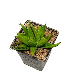 Hawortia 'Manda's Hybrid' mac9 (cod MH1) - comprar online