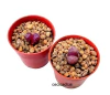 Lithops optica rubra mac6 (cod LOR)