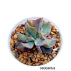 Echeveria hibrida 'Blue Spur' (elegir tamaño)