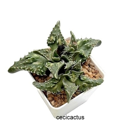 Faucaria tuberculosa mac 10 (cod Ft3) - comprar online
