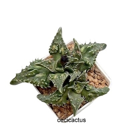 Faucaria tuberculosa mac 10 (cod Ft3) en internet